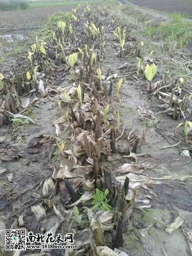 花叶佳丽蕉