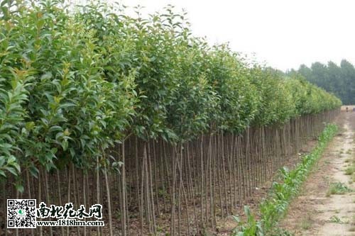 大叶女贞小苗