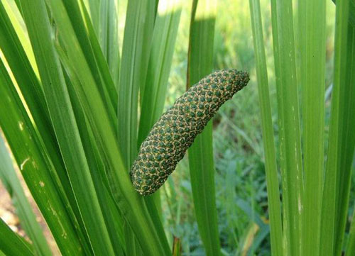 节菖蒲