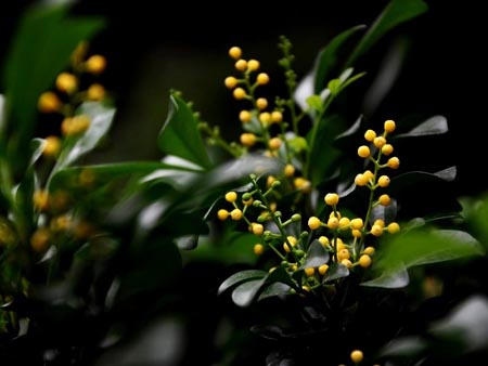 米兰花掉叶怎样办