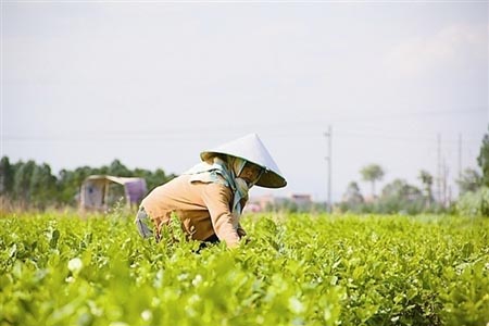 茉莉花花语