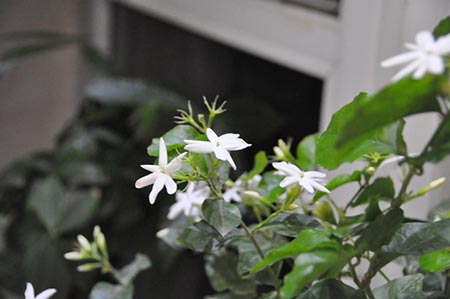 茉莉花图片