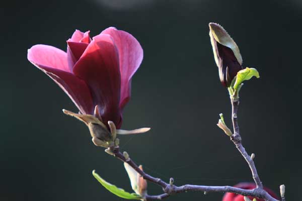 玉兰花感化