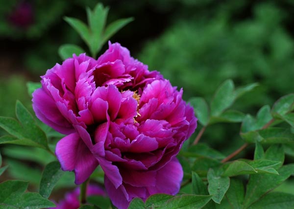 牡丹花花语