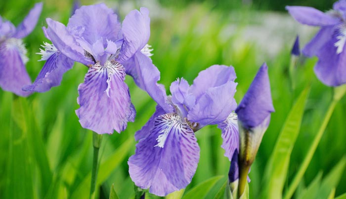 鸢尾花