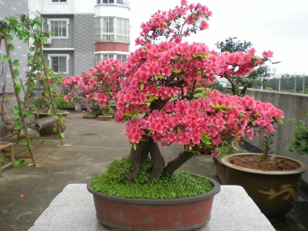 杜鹃花盆景