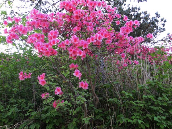 杜鹃花图片