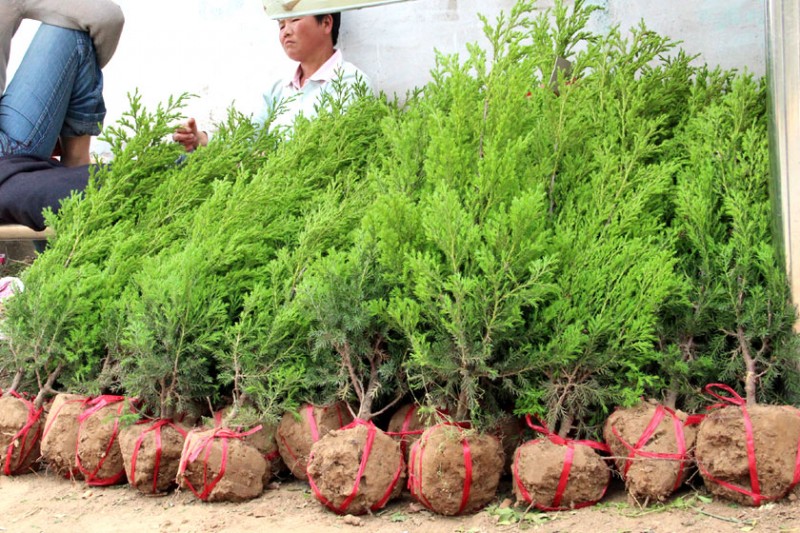 2015年沭阳塔柏价钱最低