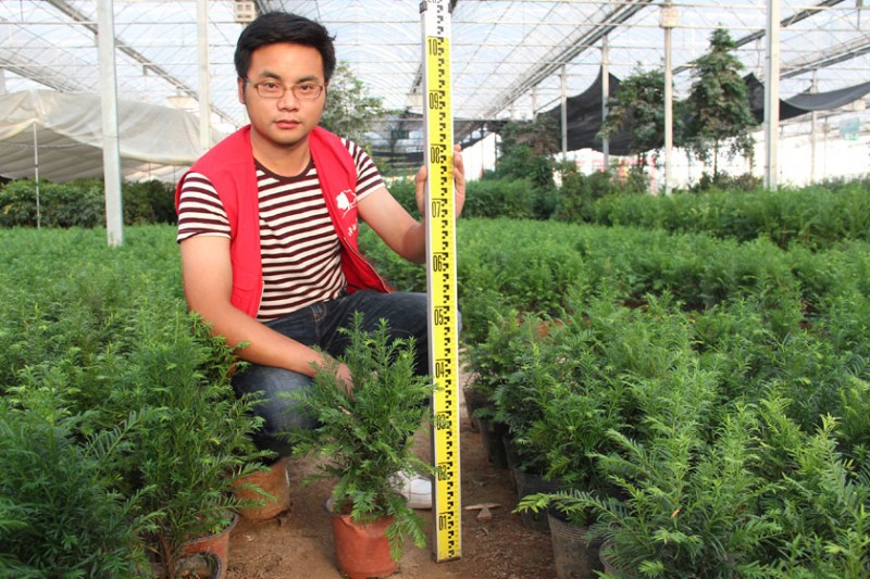 南边红豆杉图片