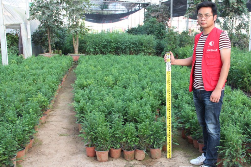 南边红豆杉