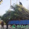供给大叶女贞|大叶女贞价钱