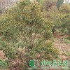 供给木樨|木樨树价钱