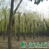 垂柳价钱|供给垂柳