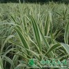 供给花叶芦竹|花叶芦竹价钱