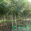 洋蜡小苗|洋蜡价钱