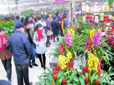 花木苗木市场
