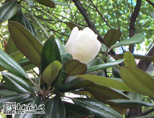 广玉兰图片