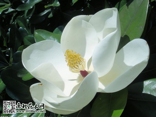 广玉兰图片3