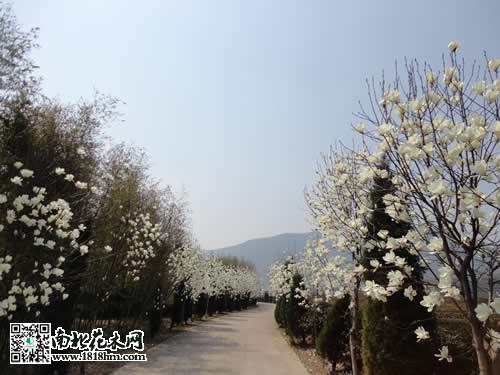 广玉兰图片4