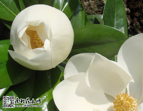 广玉兰图片5