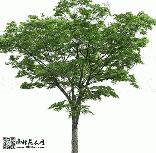 榉树的价钱