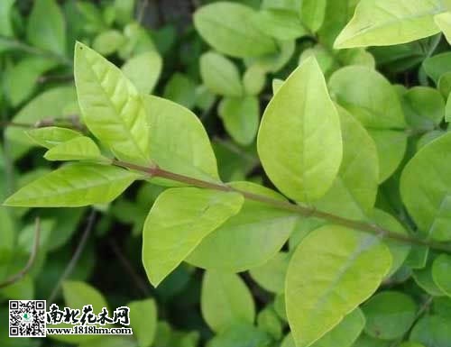 金叶女贞的感化及代价