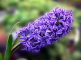 野生花草盛大保举：风信子