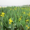 佳丽蕉|佳丽蕉供给