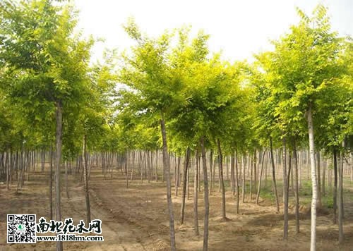 黄金槐