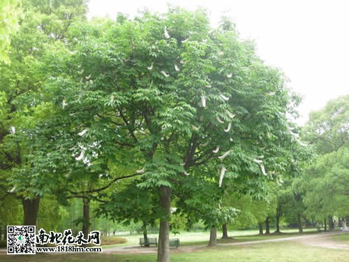 七叶树