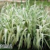 供给优良花叶芦竹