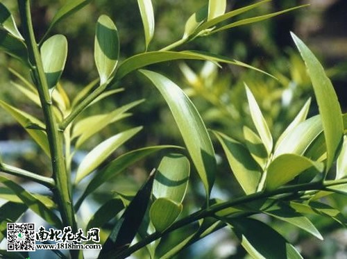 竹柏养护常识