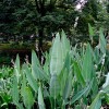 再力花供给|沭阳地域