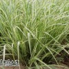 花叶芦竹|供给优良花叶芦竹