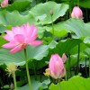 荷花沭阳报价|荷花大批供给