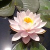 睡莲沭阳价钱|沭阳睡莲