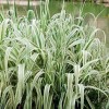 花叶芦竹价钱|花叶芦竹出卖
