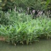 再力花|再力花沭阳价钱