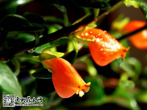 金鱼吊兰