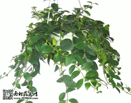 金鱼吊兰3