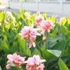 佳丽蕉|佳丽蕉价钱