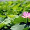 荷花供给