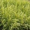 花叶芦竹水生芦竹 水养动物 公园河边绿化 天井装潢 花叶芦竹苗