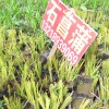 石菖蒲|石菖蒲价钱