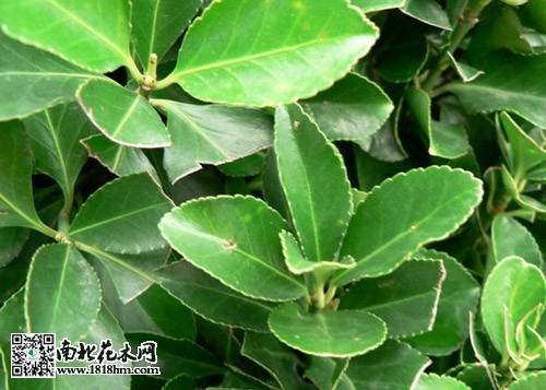 大叶黄杨