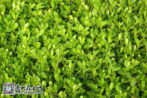 小叶黄杨
