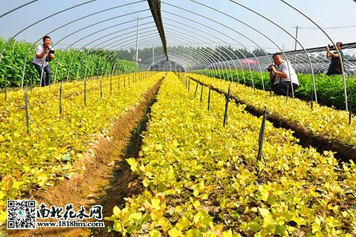 东南苗圃
