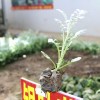 银叶菊莳植  发卖银叶菊