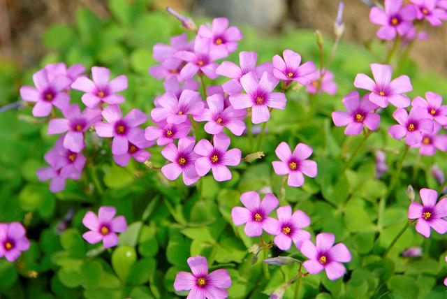 红花酢浆草价钱