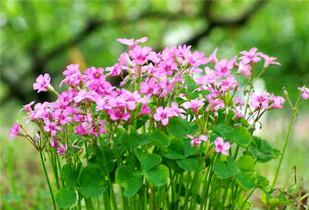 红花酢浆草图片